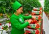 Поставки туркменских томатов в Кыргызстан выросли на 23%
