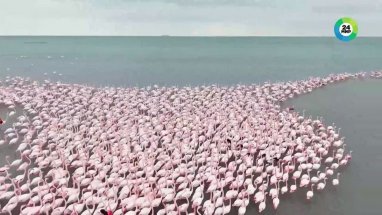 tysjachi-rozovyh-flamingo-zapolonili-poberezhe-kaspija-v-turkmenistane-c4dbf8f.jpg