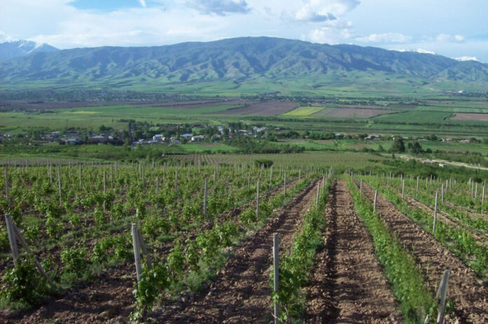v-tadzhikistane-uvelichili-ploshhadi-sadov-i-vinogradnikov-8eafb19.jpg