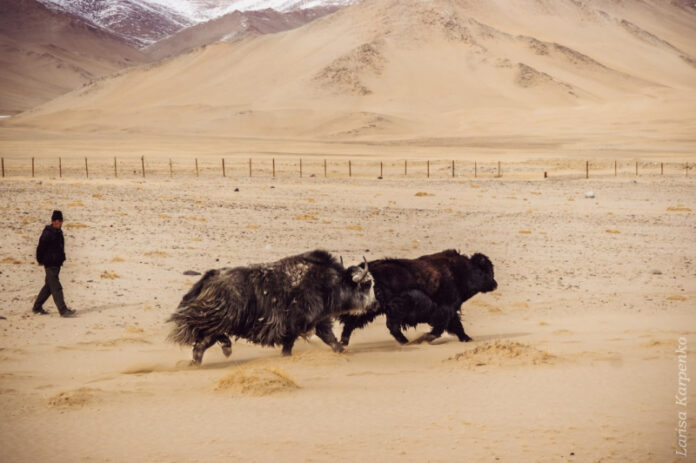 zachem-tadzhikistanu-pokupat-jakov-iz-kitaja-i-mongolii-6f068e7.jpg