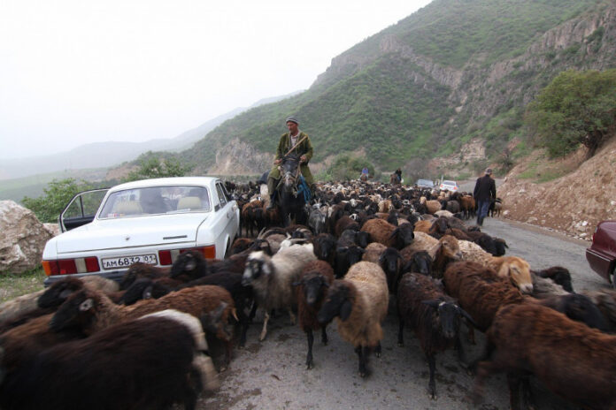 korm-dlja-budushhego-tadzhikistan-prinjal-plan-dejstvij-po-vozrozhdeniju-pastbishh-2f7fe90.jpg