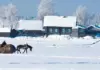 На северо-западе Беларуси продаётся деревня Веселуха