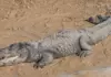 Индия изучает возможность использования змей и крокодилов для охраны границы