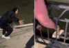 Прохожие спасли жизнь тонущей собаке в Алматы (видео)