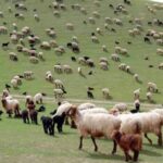 Животноводы Туркменистана успешно завершили кампанию по окоту скота