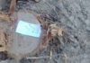В Бухаре предприниматель вырубил деревья, нанеся ущерб природе на 1,3 млрд сумов