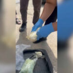 Крупную партию наркотиков изъяли в Акмолинской области