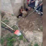 Ребенок провалился в уличный туалет в Туркестанской области