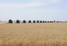 В западном и северном регионах Туркменистана 10 июня стартует зерноуборочная кампания