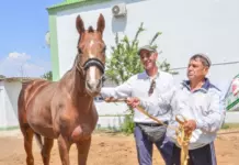 Итальянский ученый Карло Липполис продолжает раскопки в Туркменистане