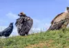Санитар природы чёрный гриф – краснокнижная птица Туркменистана