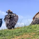 Санитар природы чёрный гриф – краснокнижная птица Туркменистана