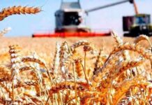 В Туркменистане собран богатый урожай озимой пшеницы