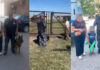 От пропавших детей до целого табуна: как служебные собаки помогли полиции
