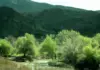 В Туркменистане наступает время сбора семян редких растений