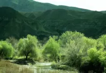 В Туркменистане наступает время сбора семян редких растений