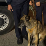 Гвардейцы с помощью служебной собаки нашли пропавшую девочку в Астане