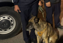 Гвардейцы с помощью служебной собаки нашли пропавшую девочку в Астане