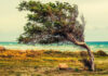 Усиление ветра и пожарная опасность: в регионах Казахстана объявлено штормовое предупреждение
